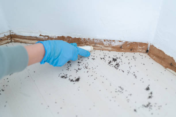 Best Bed Bug Extermination  in Lake City, IA
